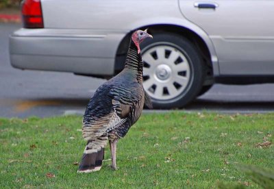 Wild Turkey in Rossmoor