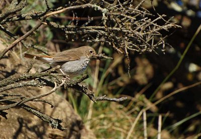 Hermit Thrush