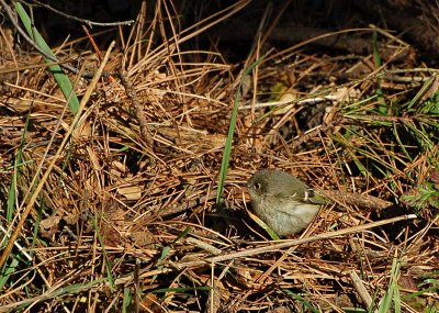 Ruby-crowned Kinglet