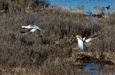 Avocet  Flight