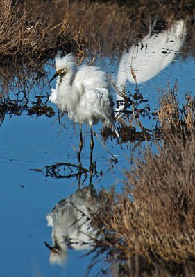 Snowy Egret Fluff