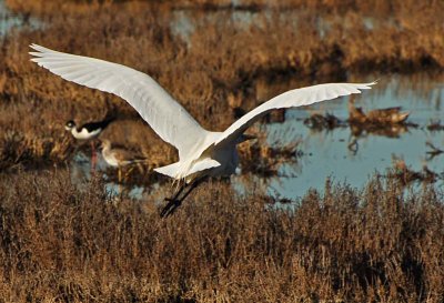 Egret Flight