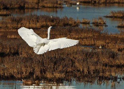 The Egret Has Landed