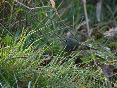 Ruby Crowned Kinglet