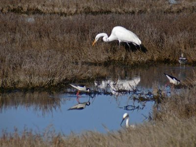 Great Egret and Friends