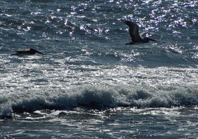 Pelicans Above the Waves