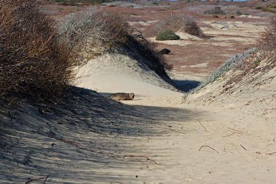 A Female in the Dunes