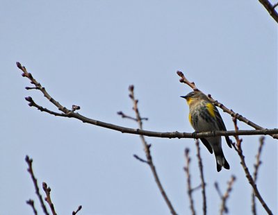 Yellow-rumped Warbler