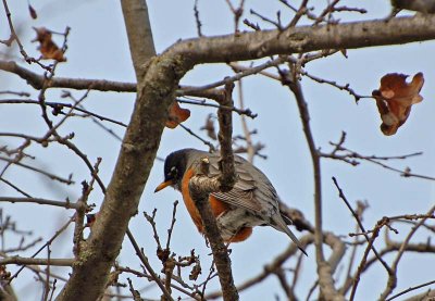 View From A Tree