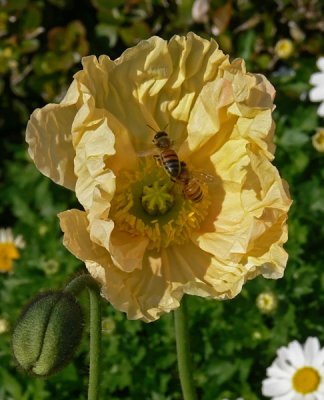 Flying Bees