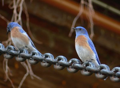 Bluebird Buddies