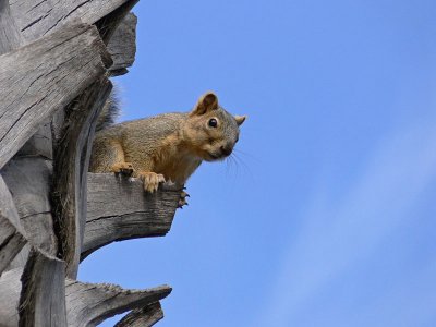 Squirrel's View