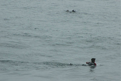 Surfing with Otters