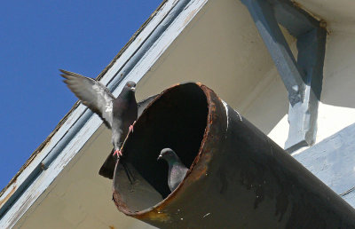 Pigeon Flight at Pigeon Point
