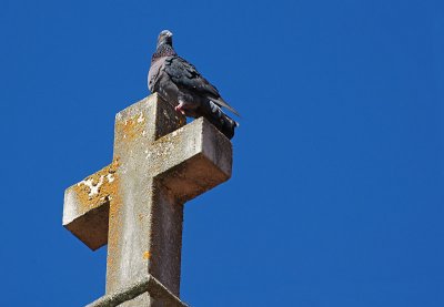 Rectory Lookout