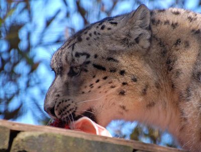 Snow Leopard Lunch