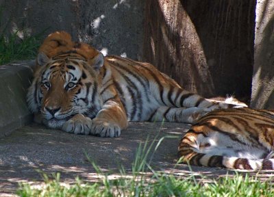 Siberian Tigers