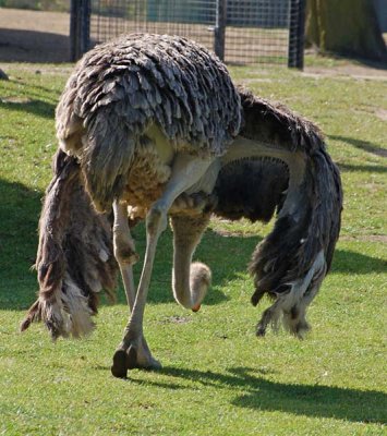 Ostrich Dance