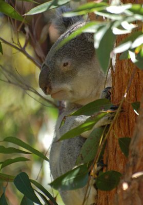 Koala Profile