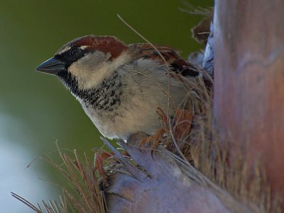 Sparrow In a Palm