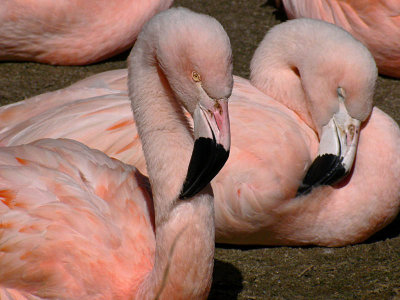 Double Flamingos