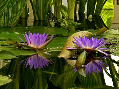 Purple Water Lilies