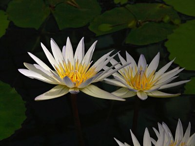 Water Lilies in the Light