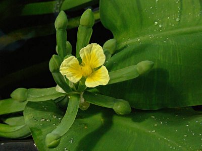 View of Yellow Blossom