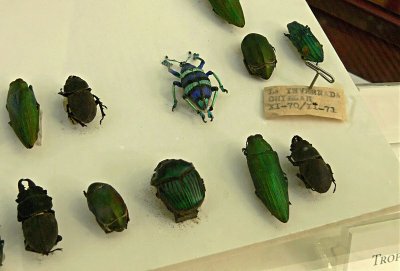 Chilean Beetles