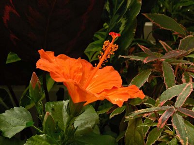 Tangerine Hibiscus