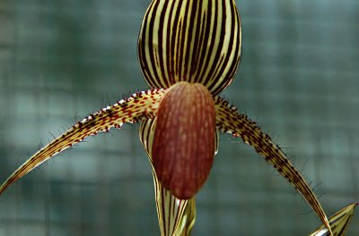 A Striped Orchid