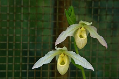 Twin Orchids