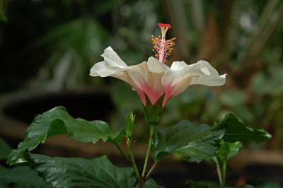 My Favorite Hibiscus