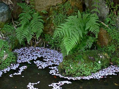 Ferns with Cherry Blossom Petals