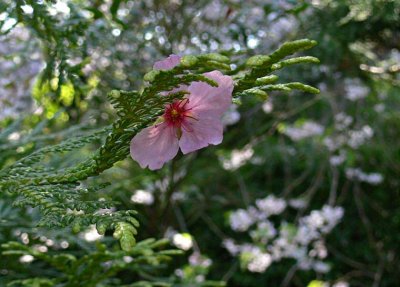 Blossom in Evergreen