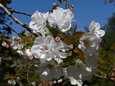 White Blossoms, Pink Bud