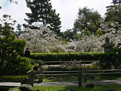 Many Cherry Blossoms