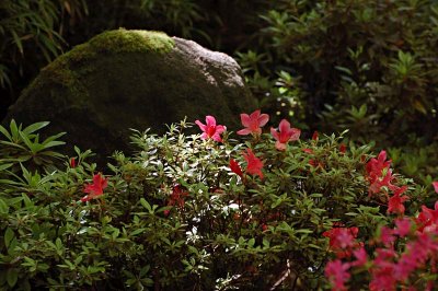 Azaleas and Rock