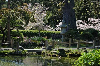 Cherry Blossom Path