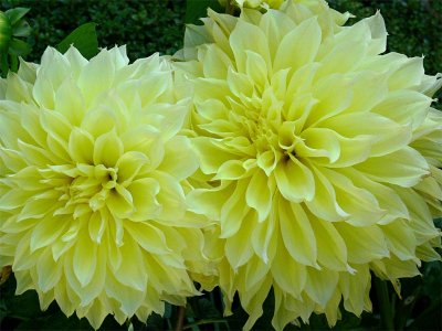 Huge European Dahlias