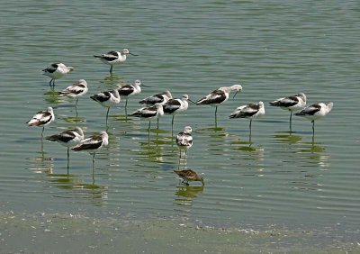 Avocets and a Short-billed Dowitcher