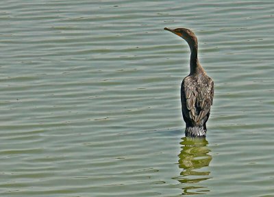 Wild Cormorant