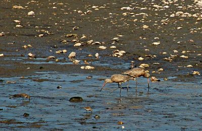 Godwits and Pips