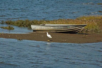 Snowy Egret and Boat