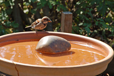 Sparrow at Bird Bath