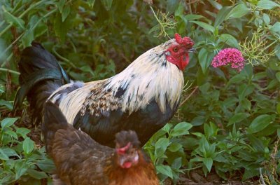 Rooster with Pink Flower