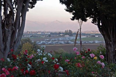 Roses and Mountains