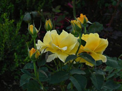 Glowing Yellow Roses
