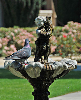 Pigeon and Fountain