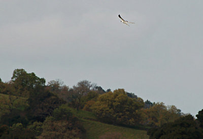 White-tailed Kite Soars